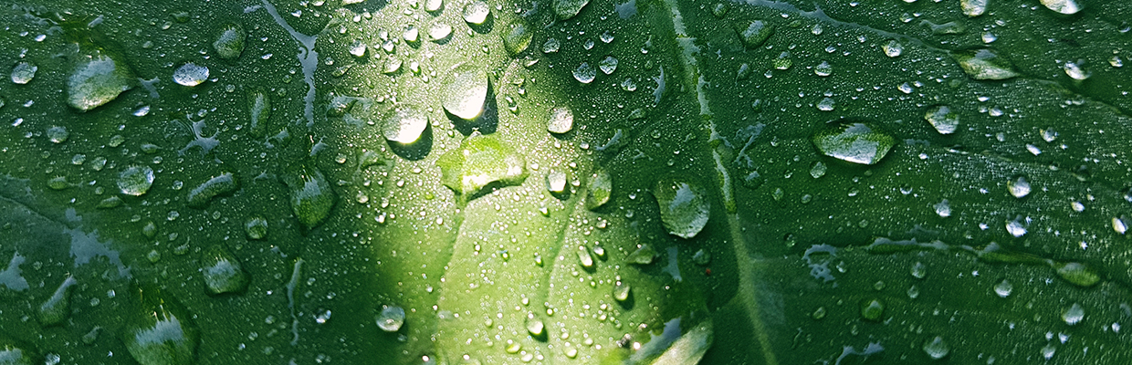 Dew beads on a leaf with a ray of light