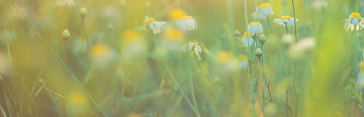  Field of daisies