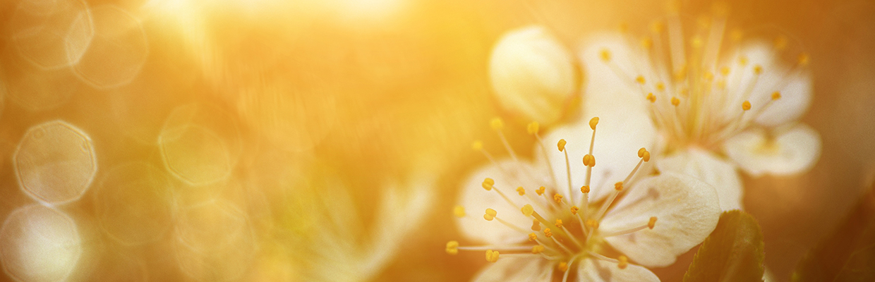 Yellow flower pistil