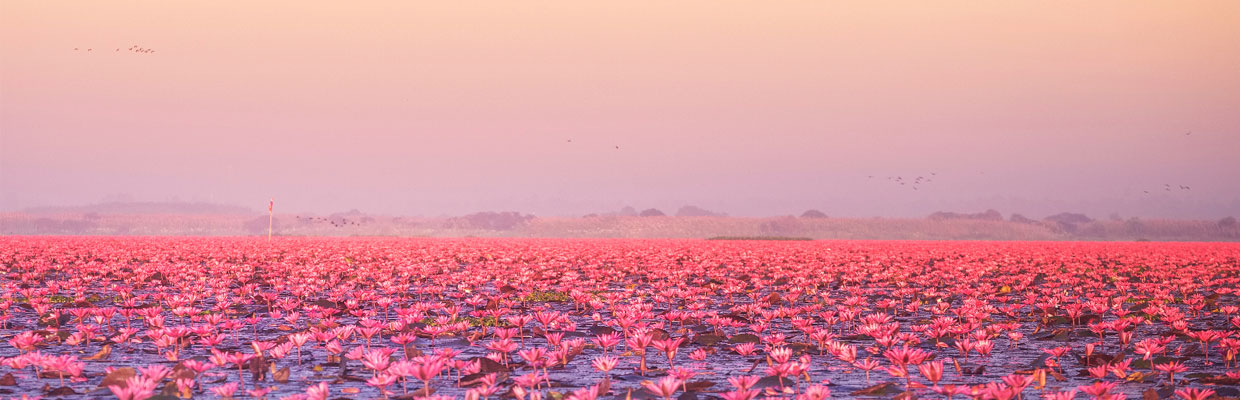 Pink Water Lilies Lake