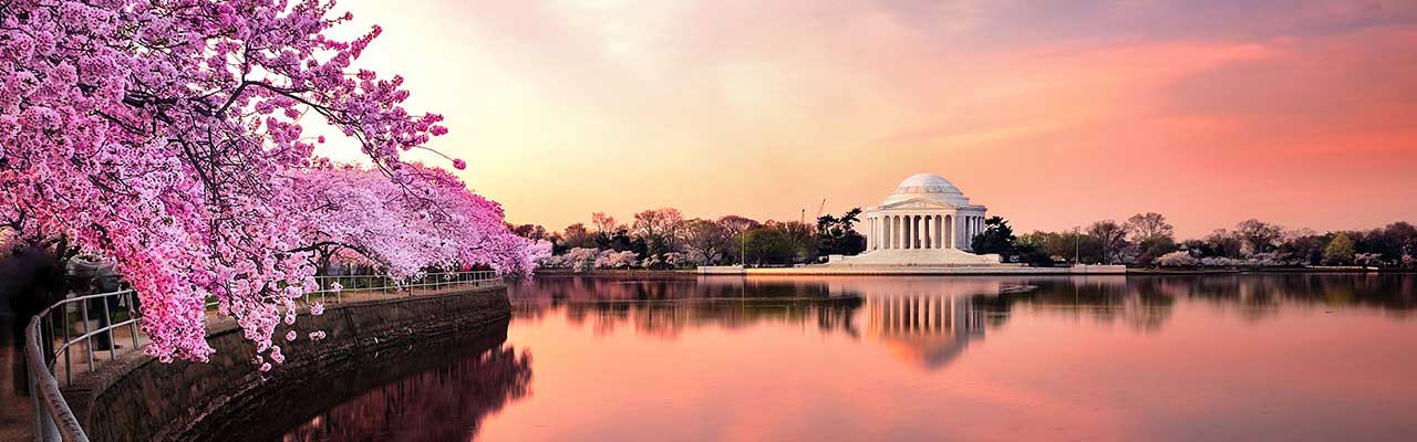 Washington DC cherry blossoms