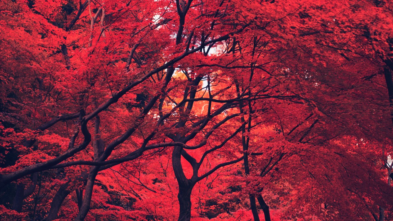 Red Trees