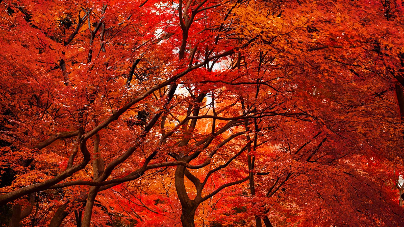 Red Trees