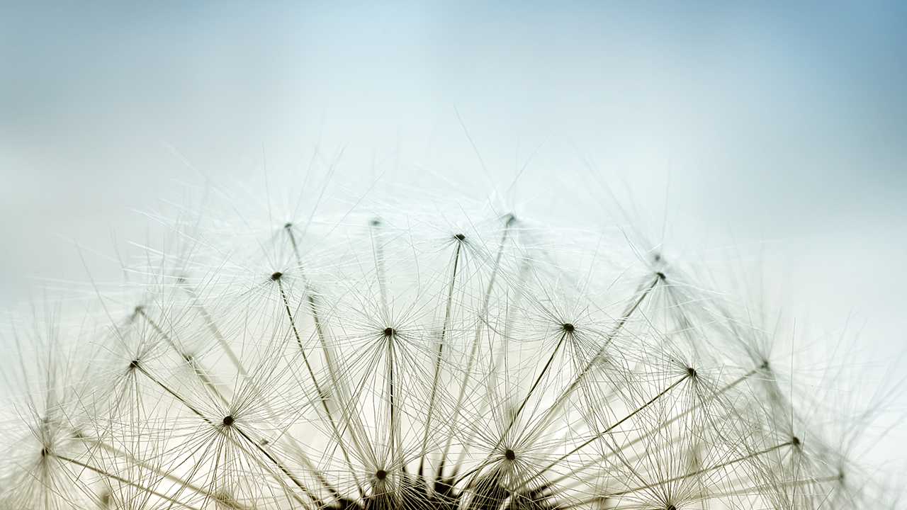 Grass Flower buds