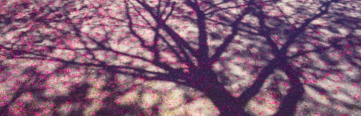 Tree shadow