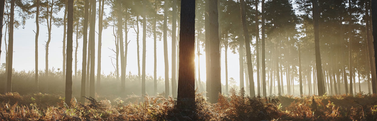 Trees in the forest