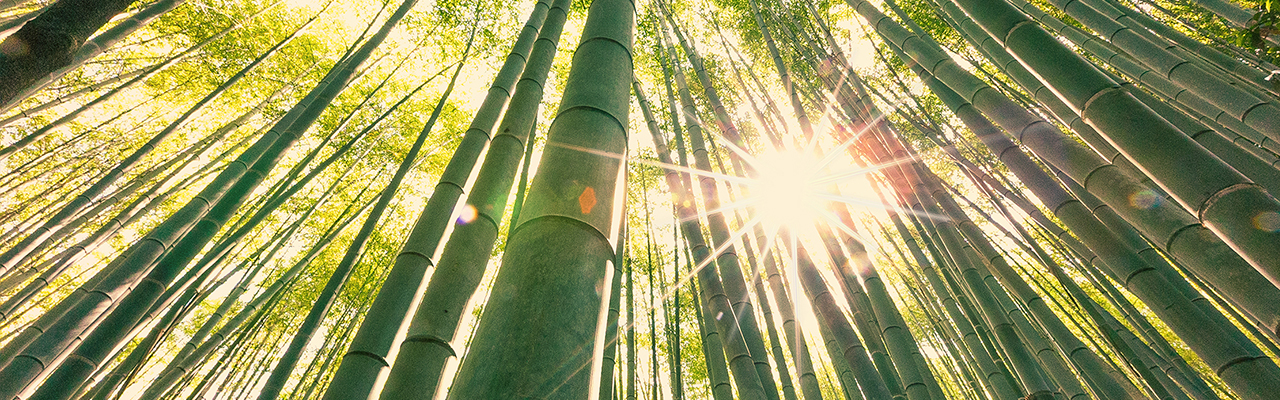 Bamboo Tree