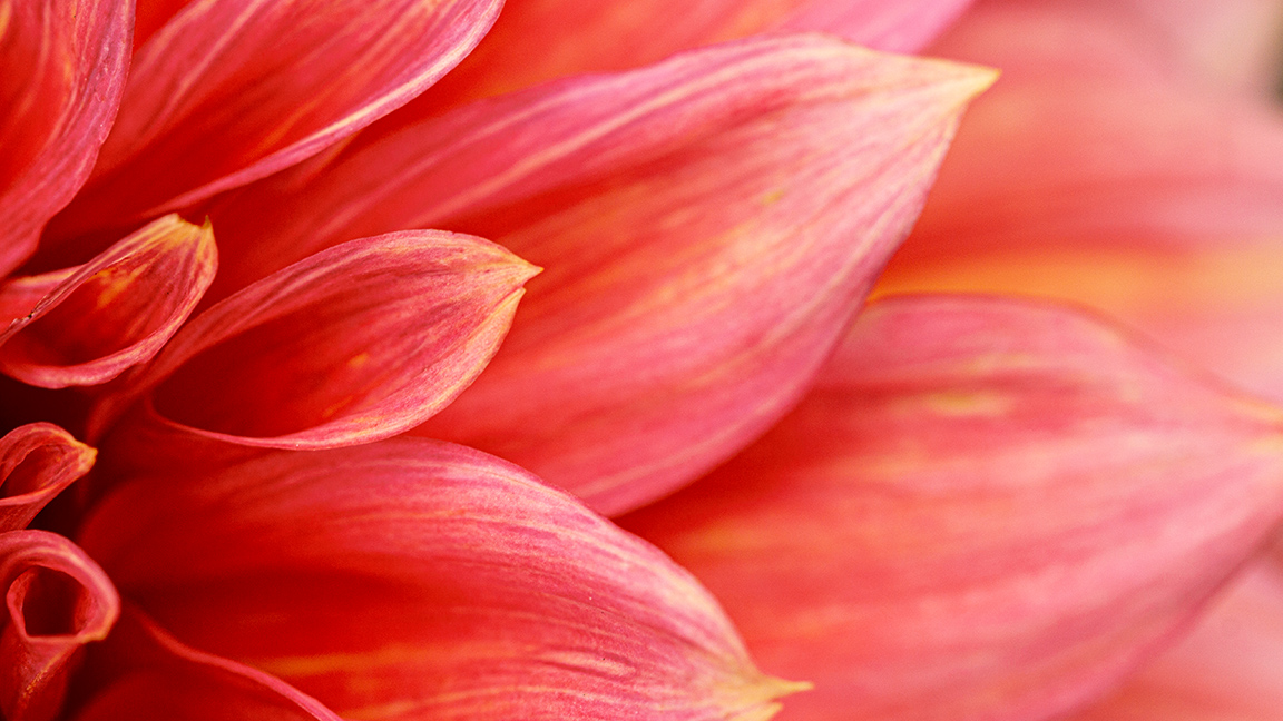 Flower petals