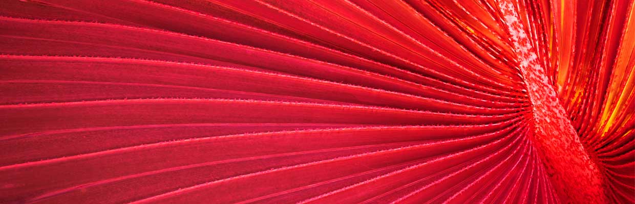 Red pattern
