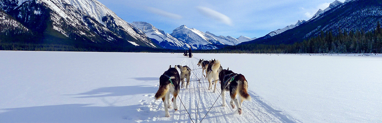 Snow dogs in the sleigh