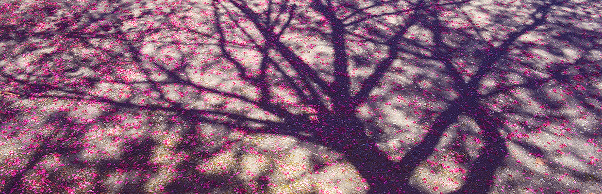 Cherry blossom shade
